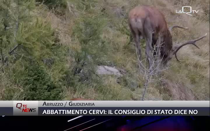 Abbattimento selettivo dei cervi in Abruzzo: il Consiglio di Stato dice no