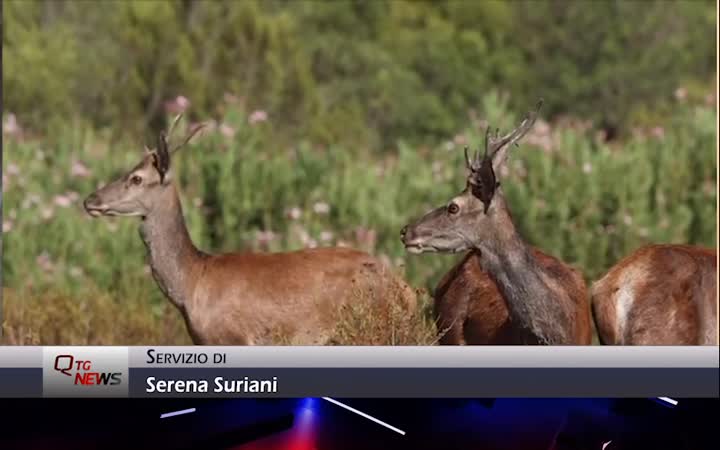 Il presidente del Parco Gran Sasso-Laga si oppone all’abbattimento dei cervi